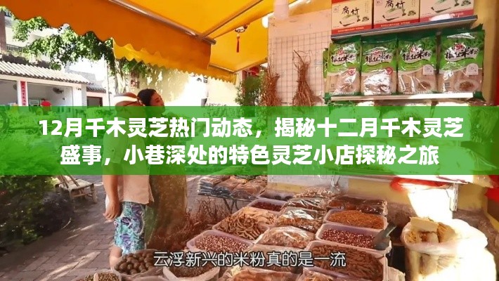 揭秘十二月千木灵芝盛事,小巷深处的灵芝小店探秘之旅