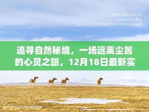 追寻自然秘境,心灵之旅与最新实时价格探秘(12月18日)