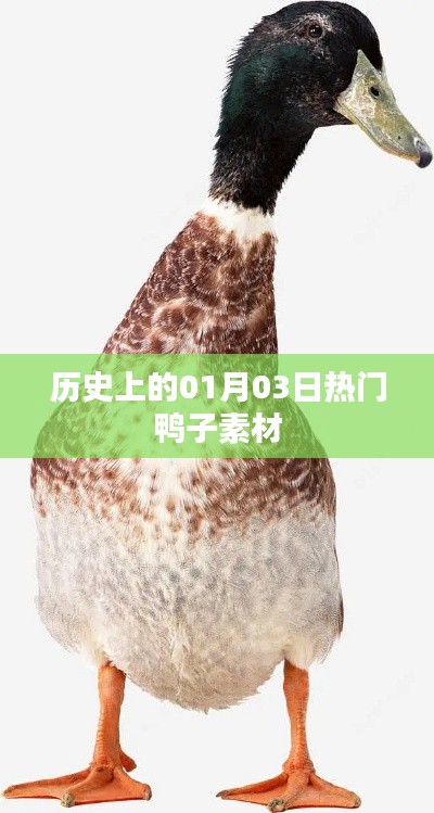 历史上的热门鸭子素材盘点（日期精选回顾）