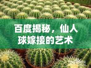 百度揭秘,仙人球嫁接的艺术之道