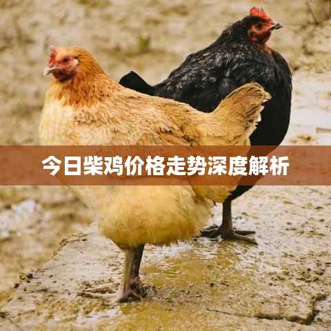 今日柴鸡价格走势深度解析
