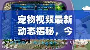 宠物视频最新动态揭秘,今日宠物世界的新鲜资讯